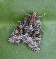 Marbled Minor agg. - Oligia strigilis agg.