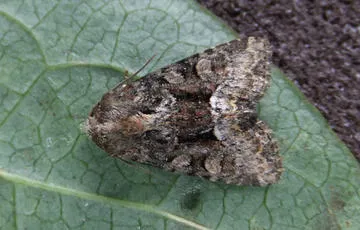 Marbled Minor agg. - photo 4