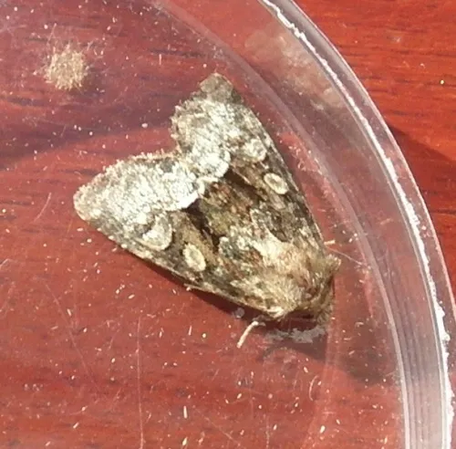 Marbled Minor agg. - photo 6