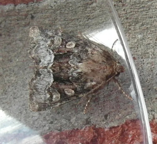 Marbled Minor agg. - photo 7