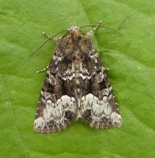 Marbled Minor - Oligia strigilis
