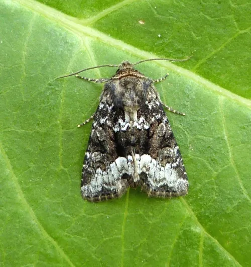 Marbled Minor - photo 2