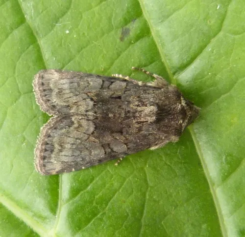 Marbled Minor - photo 3
