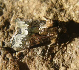 Marbled Minor - photo 4