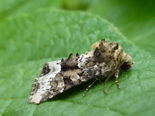 Marbled Minor - photo 5