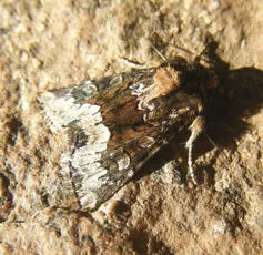 Marbled Minor - photo 7