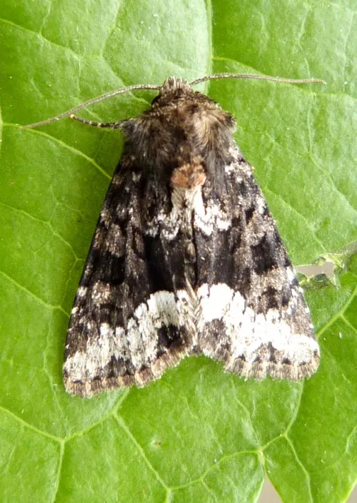 Marbled Minor - photo 8