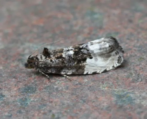 Marbled Orchard Tortrix