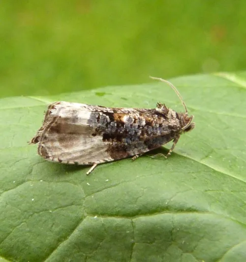 Marbled Orchard Tortrix - photo 2