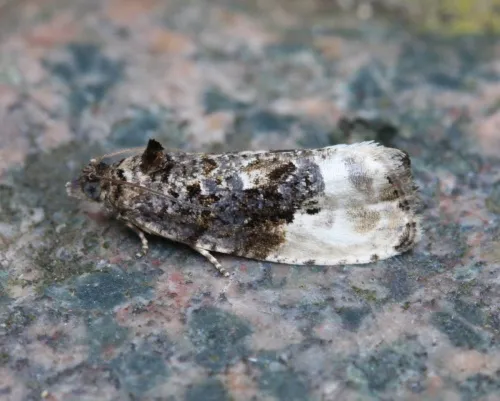 Marbled Orchard Tortrix - photo 3
