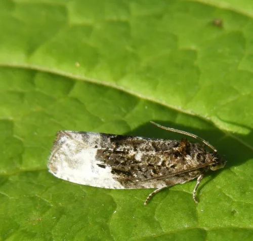 Marbled Orchard Tortrix - photo 4