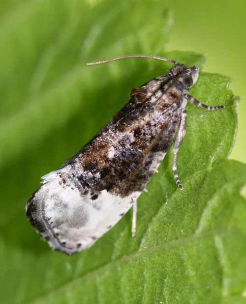 Marbled Orchard Tortrix - photo 5