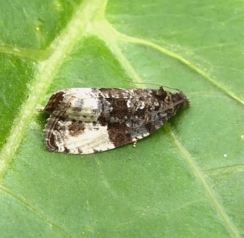 Marbled Orchard Tortrix - photo 6