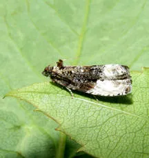 Marbled Orchard Tortrix - photo 7