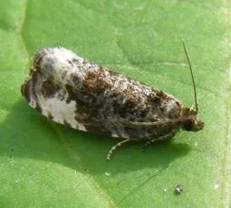 Marbled Orchard Tortrix - photo 8