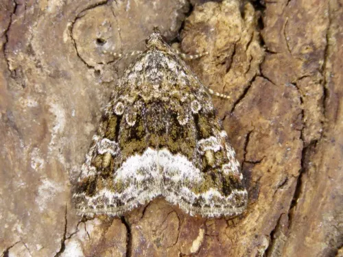 Marbled White Spot