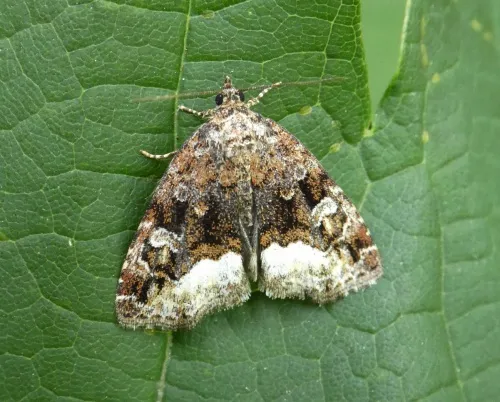 Marbled White Spot - photo 2