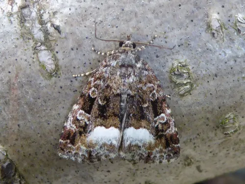 Marbled White Spot - photo 3