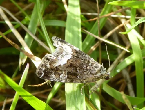 Marbled White Spot - photo 4