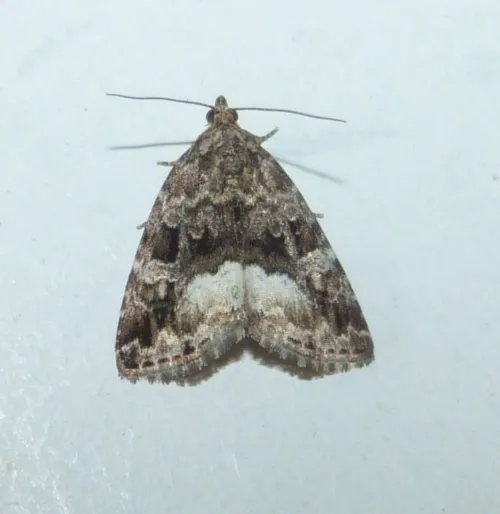 Marbled White Spot - photo 5