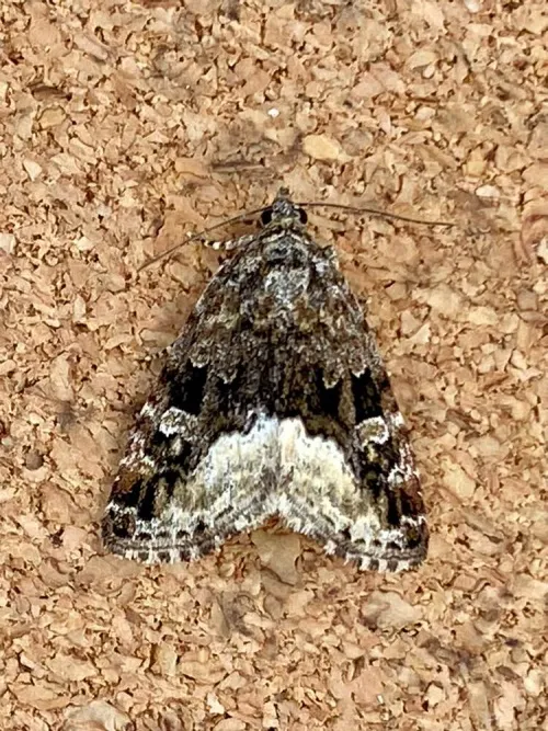 Marbled White Spot - photo 6