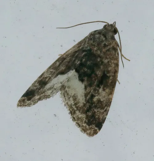 Marbled White Spot - photo 7