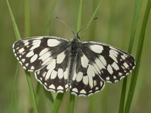 Marbled White - Melanargia galathea