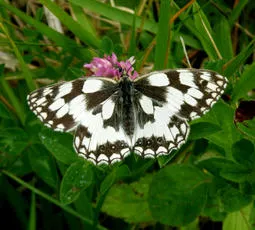 Marbled White - photo 2