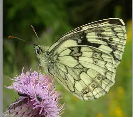 Marbled White - photo 3