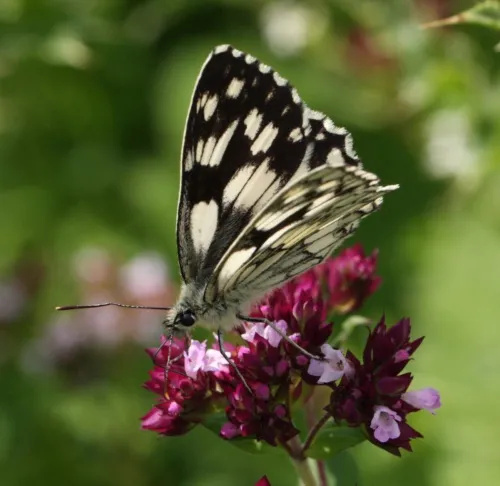 Marbled White - photo 4