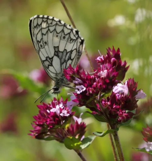 Marbled White - photo 5