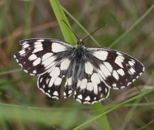 Marbled White - photo 6