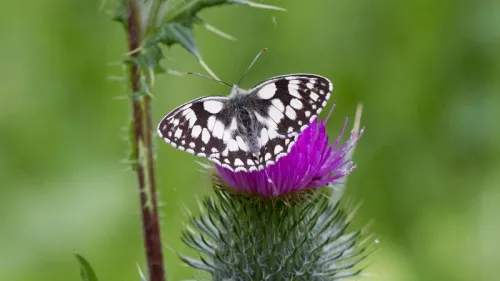 Marbled White - photo 7