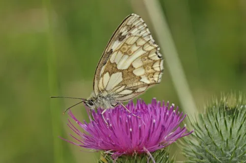 Marbled White - photo 8