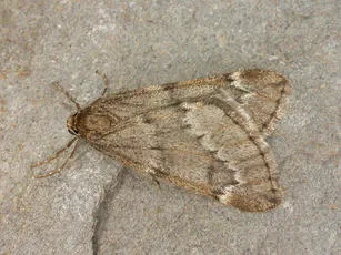 March Moth