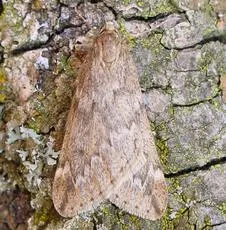 March Moth - photo 2