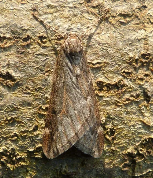 March Moth - photo 3