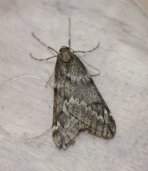March Moth - photo 4