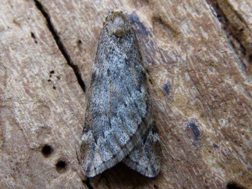 March Moth - photo 5