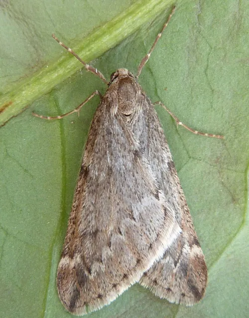 March Moth - photo 6