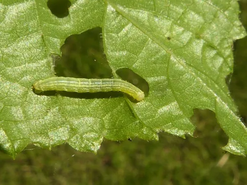 March Moth - photo 7