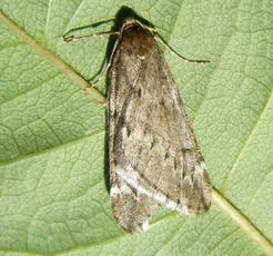 March Moth - photo 8