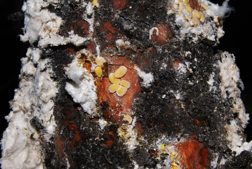 Marchalinidae - photo 2