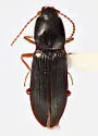 Margaiostus glacialis