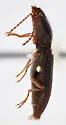 Margaiostus glacialis - photo 2
