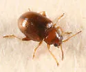 Margaridisa atriventris - Margaridisa atriventris