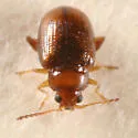 Margaridisa atriventris - photo 2