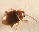 Margaridisa atriventris - photo 3