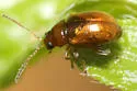 Margaridisa atriventris - photo 4