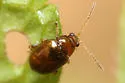 Margaridisa atriventris - photo 5